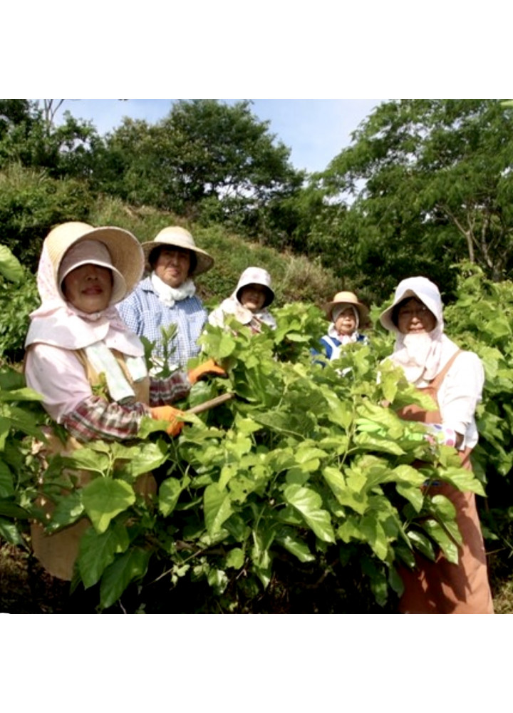 桑葉茶の盒 • 原味